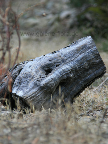 Holz-Kopf