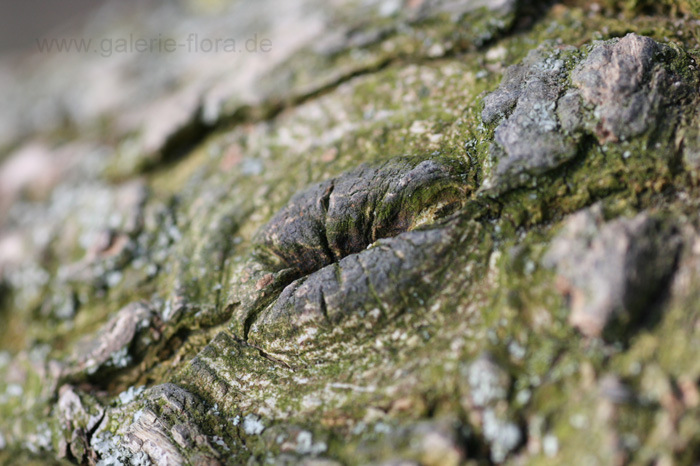 Holz-Mund