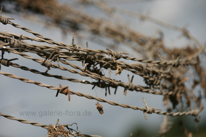 Stacheldraht 